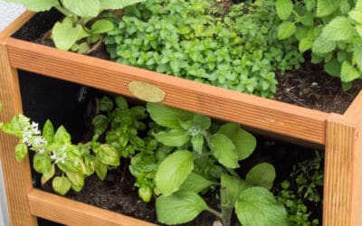 Backofengemüse mit Kräuterquark oder ein Kräutermax für meinen Balkon