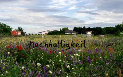 Was Nachhaltigkeit für mich bedeutet oder warum zwischen den Zeilen lesen auch nicht schlecht ist